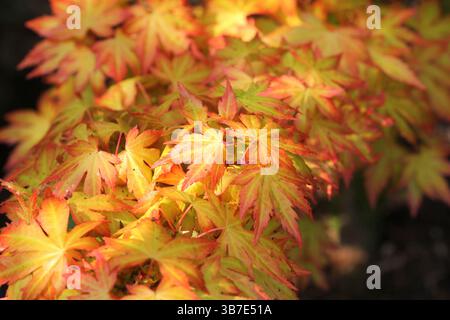 Eine Nahaufnahme des Frühlingsblattes von Acer palmatum 'Orange Dream', japanischer Ahorn Stockfoto