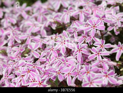 Eine Nahaufnahme der rosa und weißen Blüten von Phlox subulata „Candy Stripes“ Stockfoto