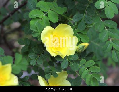 Eine Nahaufnahme der wunderschönen gelben Rose, Rosa xanthina „Kanarienvogel“. Stockfoto