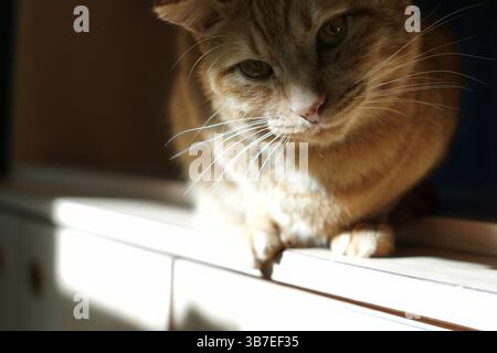 Mit schüchternen Katzen in einem Katzencafé in Tokio spielen. Stockfoto