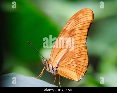 2. Februar 2024, Sioux Falls, South Dakota, USA: Ein Julia Butterfly sitzt auf einem Blatt einer Pflanze im Butterfly House and Aquarium. Der wissenschaftliche Name dieses Schmetterlings ist Dryas iuia und kommt in der Familie der Nymphalidae vor, einer der größten Schmetterlingsfamilien, weltweit 6.000 Arten. Dieser Schmetterling kommt normalerweise in Mittelamerika und im Süden Nordamerikas vor. (Bild: © Jerry Mennenga/ZUMA Press Wire) Stockfoto
