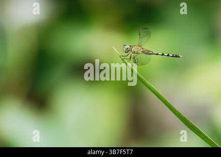 3. Februar 2024, Asuncion, Paraguay: Eine bandgeflügelte Drache (Erythrodiplax umbrata), eine Art von Skimmer aus der Familie Libellulidae, wird an einem heißen Sommertag auf einem Blatt des Madagaskar-Drachenbaums (Dracaena marginata) in Asuncion, Paraguay gesehen. (Bild: © Andre M. Chang/ZUMA Press Wire) Stockfoto