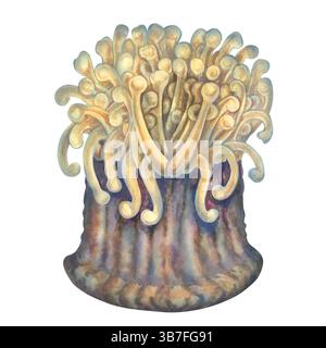 Meeresanemonen auf dem Meeresboden, ein gemeinsames Zuhause für Clownfische. Aquarellillustration der Seeanemone mit mehrfarbigen Tentakeln, Sohlen im realistischen Stil Stockfoto