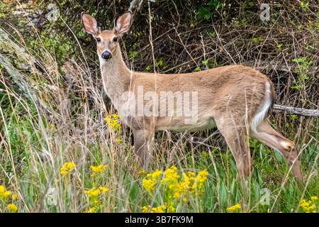 Wilde Weißschwanzhirsche (Odocoileus virginianus) im Stone Mountain Park in der Nähe von Atlanta, Georgia. (USA) Stockfoto