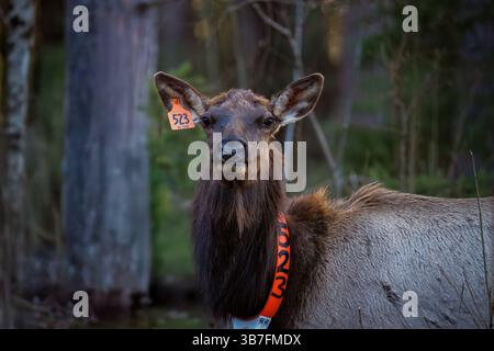 Kuhelch in Clam Lake, Wisconsin. Stockfoto