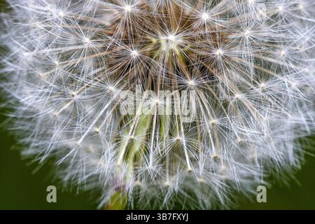 Nahaufnahme des Zentrums eines Löwenzahn, der aussaat. Stockfoto