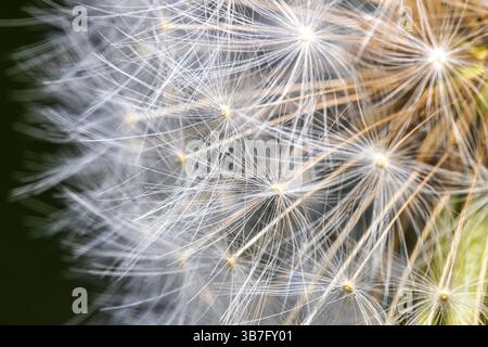 Nahaufnahme des Zentrums eines Löwenzahnkopfes, der zum Saaten geht. Stockfoto