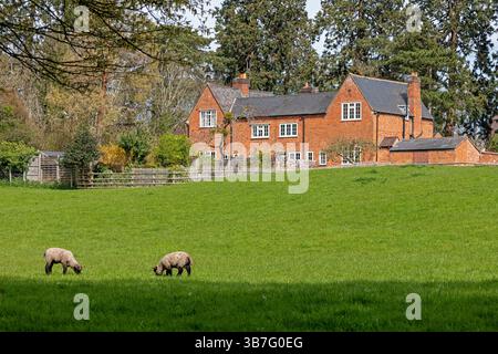 Bauernhof, Lämmer auf Weideland, Shottery, Stratford-upon-Avon, Warwickshire, England, Großbritannien Stockfoto