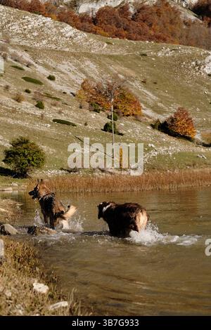 Zwei Hunde - deutscher und australischer Schäferhund, der fröhlich im Wasser des Bukumirsko-Sees vor den malerischen Herbsthügeln des montenegrinischen Berges spielt Stockfoto