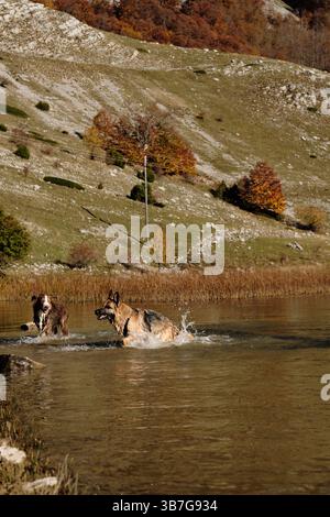 Zwei Hunde - deutscher und australischer Schäferhund, der fröhlich im Wasser des Bukumirsko-Sees vor den malerischen Herbsthügeln des montenegrinischen Berges spielt Stockfoto