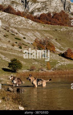 Zwei Hunde - deutscher und australischer Schäferhund, der fröhlich im Wasser des Bukumirsko-Sees vor den malerischen Herbsthügeln des montenegrinischen Berges spielt Stockfoto
