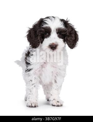 Niedliches Labradoodle-Hündchen, stehend nach vorne. Blick auf die Kamera. Isoliert auf weißem Hintergrund. Stockfoto