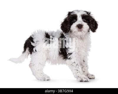 Niedliches Labradoodle-Hündchen, seitlich stehend. Blick auf die Kamera. Isoliert auf weißem Hintergrund. Stockfoto