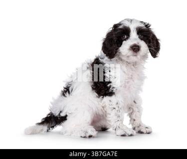 Niedliches Labradoodle-Hündchen, seitlich sitzend. Blick auf die Kamera. Isoliert auf weißem Hintergrund. Stockfoto