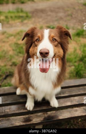Glücklicher australischer Schäferhund mit braunem und weißem Fell, der draußen auf einer Holzbank sitzt und mit fröhlichem Ausdruck und Zunge auf die Kamera blickt Stockfoto