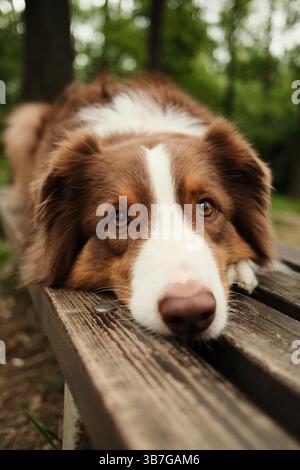 Nahaufnahme eines entspannten braunen australischen Schäferhunds, der seinen Kopf auf einer Holzbank mit seelenvollen Augen und ruhigem Ausdruck in einem friedlichen Waldgebiet ablegt Stockfoto