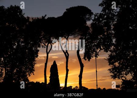Baumsilhouette vor Sonnenuntergang in einem Park auf dem Janiculum-Hügel in Rom, Italien. Stockfoto