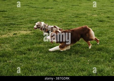 Brown Australian Shepherd und Red merle Border Collie laufen fröhlich über ein grünes Feld. Dynamische Outdoor-Szene mit zwei energiegeladenen Hunden, die zusammen spielen. Stockfoto