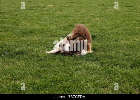 Border Collie und Australian Shepherd kämpfen spielerisch auf einem grasbewachsenen Feld. Der Border Collie liegt auf dem Rücken, während der Aussie drüben steht, beides Stockfoto