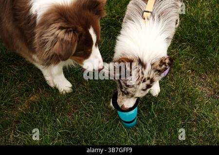 Zwei aufmerksame Hunde braunen australischen Schäferhund und roten merle Border Collie trinken aus einer tragbaren Reisewasserflasche auf üppigem grünem Gras nach draußen Stockfoto