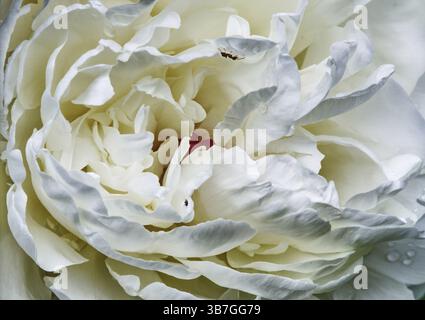 Weiße Pfingstrosenblüte (Paeonia officinalis) auf Makrofoto mit detaillierten Texturen und weichen Formen, Siegen Stockfoto