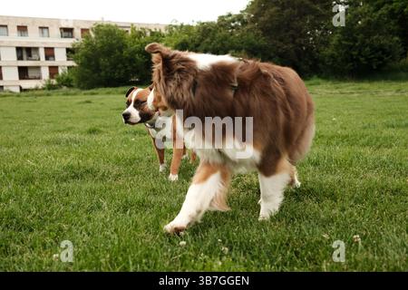 Ein flauschiger rot-weißer Australian Shepherd streift durch einen sonnendurchfluteten Park, dessen seidenseidiges Fell die Brise und den neugierigen Blick einfängt Stockfoto