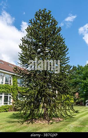 Affe Puzzle Tree (Araucaria araucana), ein immergrüner Baum, England, Großbritannien Stockfoto