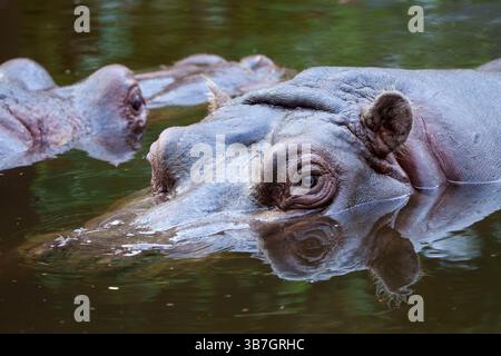 Nahaufnahme eines teilweise in Wasser getauchten Nilpferdes mit seinen markanten Augen und der strukturierten Haut Stockfoto