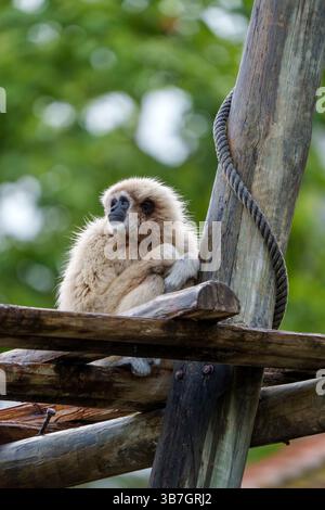 Ein Lar Gibbon / Hylobatesel sitzt auf einer Holzstruktur in einem natürlichen Lebensraum im Freien mit grünem Laubhintergrund im Zoo von Lissabon, Portugal, Europa Stockfoto