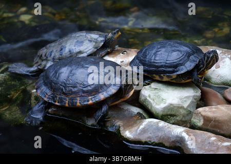 Drei rote Bauchschildkröten in Florida ruhen auf Felsen in einem Teich, mit klarem Wasser und dunklen Muscheln im Kontrast zu den Natursteinen Stockfoto