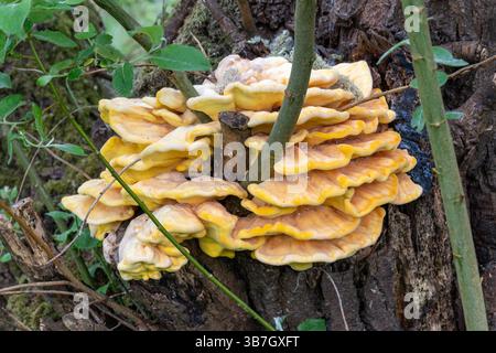 Huhn des Waldes (Laetiporus sulphureus) Pilz, der auf einem Baumstamm wächst, England, Vereinigtes Königreich Stockfoto
