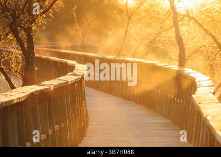 Pasarelas al amanecer, parque nacional Tablas de Daimiel, Ciudad Real, Castilla-La Mancha, espana, Europa Stockfoto