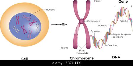 Zellbiologie: Struktur eines Zellchromosoms und DNA-Vektor-Illustration Stock Vektor