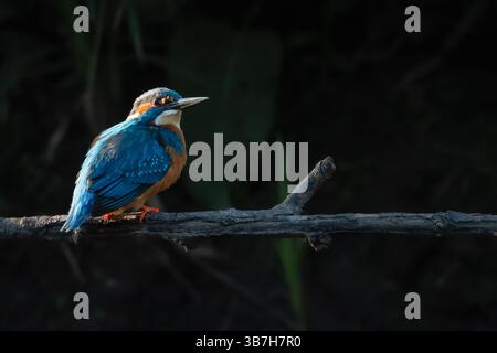 Gewöhnlicher eisvogel (Alcedo atthis) am Fluss Tay, Perth. Stockfoto