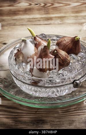 Triebe von Tulpen, die in den Frühlingstulpen mit landwirtschaftlichem Zubehör gekeimt sind Stockfoto