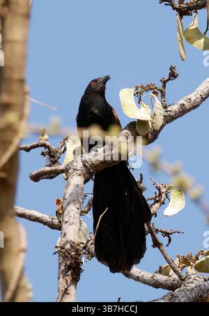 Großcoucal oder Krähenfasan, Heckenkuckuck, Grand Coucal, Centropus sinensis, nagy bozótkakukk, Pench Nationalpark, Indien, Asien Stockfoto