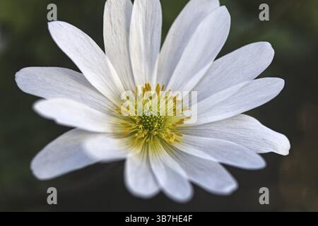 Makrofoto einer einzigen weißen Blume, Balkananemone (Anemone blanda) mit gelbem Zentrum in der Natur, Siegen Stockfoto