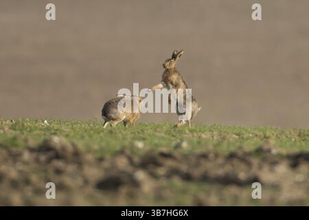 Europäischer Braunhase (Lepus europaeus) zwei erwachsene Tierhasen, die im Frühjahr auf einem Getreidefeld boxen, England, Vereinigtes Königreich, Europa Stockfoto