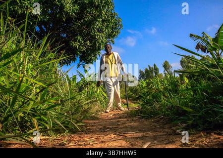 17. Februar 2024, Siaya, KENIA: George Airo spaziert durch seine Dorffarm in North Gem im Siaya County in Kenia. GEM ist ein Wahlkreis in Kenia. Es ist einer von sechs Wahlkreisen im Siaya County. Der Wahlkreis wurde für die Wahlen 1963 eingerichtet. Sie hat 179.792 Einwohner, basierend auf dem Volkszählungsbericht von 2019, und ihr derzeitiges Mitglied der Nationalversammlung ist Hon. Elisha Ochieng' Odhiambo von der Orange Democratic Movement (ODM) Partei. (Bild: © Donwilson Odhiambo/ZUMA Press Wire) Stockfoto