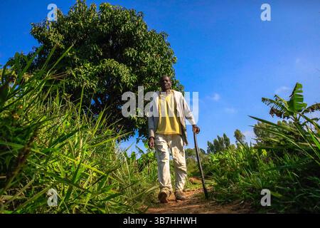 17. Februar 2024, Siaya, KENIA: George Airo spaziert durch seine Dorffarm in North Gem im Siaya County in Kenia. GEM ist ein Wahlkreis in Kenia. Es ist einer von sechs Wahlkreisen im Siaya County. Der Wahlkreis wurde für die Wahlen 1963 eingerichtet. Sie hat 179.792 Einwohner, basierend auf dem Volkszählungsbericht von 2019, und ihr derzeitiges Mitglied der Nationalversammlung ist Hon. Elisha Ochieng' Odhiambo von der Orange Democratic Movement (ODM) Partei. (Bild: © Donwilson Odhiambo/ZUMA Press Wire) Stockfoto