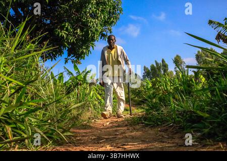 17. Februar 2024, Siaya, KENIA: George Airo spaziert durch seine Dorffarm in North Gem im Siaya County in Kenia. GEM ist ein Wahlkreis in Kenia. Es ist einer von sechs Wahlkreisen im Siaya County. Der Wahlkreis wurde für die Wahlen 1963 eingerichtet. Sie hat 179.792 Einwohner, basierend auf dem Volkszählungsbericht von 2019, und ihr derzeitiges Mitglied der Nationalversammlung ist Hon. Elisha Ochieng' Odhiambo von der Orange Democratic Movement (ODM) Partei. (Bild: © Donwilson Odhiambo/ZUMA Press Wire) Stockfoto
