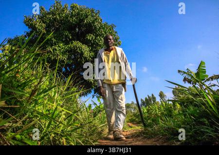 17. Februar 2024, Siaya, KENIA: George Airo spaziert durch seine Dorffarm in North Gem im Siaya County in Kenia. GEM ist ein Wahlkreis in Kenia. Es ist einer von sechs Wahlkreisen im Siaya County. Der Wahlkreis wurde für die Wahlen 1963 eingerichtet. Sie hat 179.792 Einwohner, basierend auf dem Volkszählungsbericht von 2019, und ihr derzeitiges Mitglied der Nationalversammlung ist Hon. Elisha Ochieng' Odhiambo von der Orange Democratic Movement (ODM) Partei. (Bild: © Donwilson Odhiambo/ZUMA Press Wire) Stockfoto