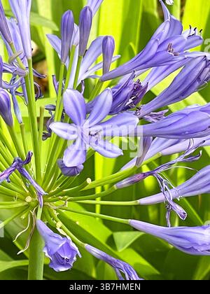 Agapanthus blüht. Stockfoto