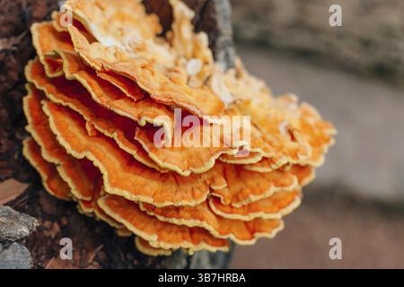 Gelbe Pilze auf einem Baum. Laetiporus sulphureus Stockfoto
