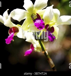 Nahaufnahme der schönen Orchideenblume Stockfoto