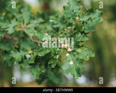 Grüne Eichenblätter und Eicheln auf dem Eichenbaum Stockfoto
