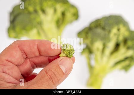Finger mit einem kleinen Brokkoli, Brassica oleracea var. italica Stockfoto