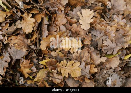 Trockene braune Eichenblätter liegen auf dem Boden. Stockfoto
