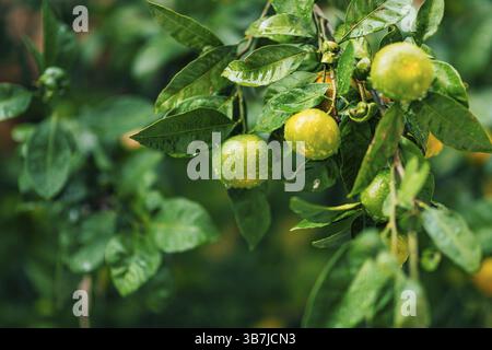 Reift auf dem Baum eine Mandarine. Montenegrinische Mandarinenbäume. Zu Hause Mandarinengarten. Viel Obst auf dem Baum. Noch nicht reif Stockfoto