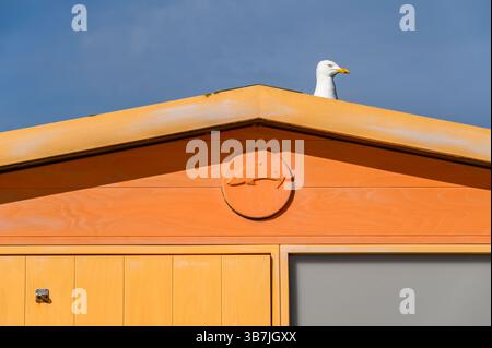 Eine Nahaufnahme einer Möwe, die ihren Kopf auf das Dach einer orange-gelben Holzhütte sticht, bei Nachmittagssonne in Seaford, East Sussex, England. Stockfoto
